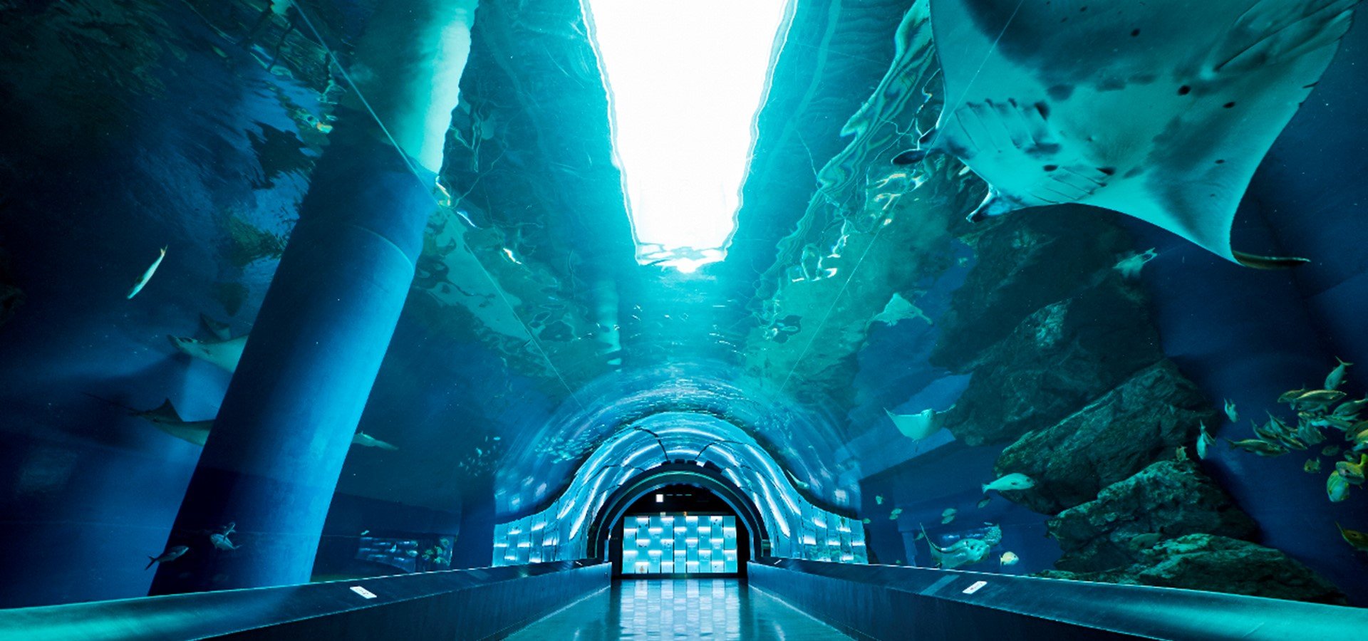 🐬 맥셀 아쿠아파크 시나가와 이미지 1